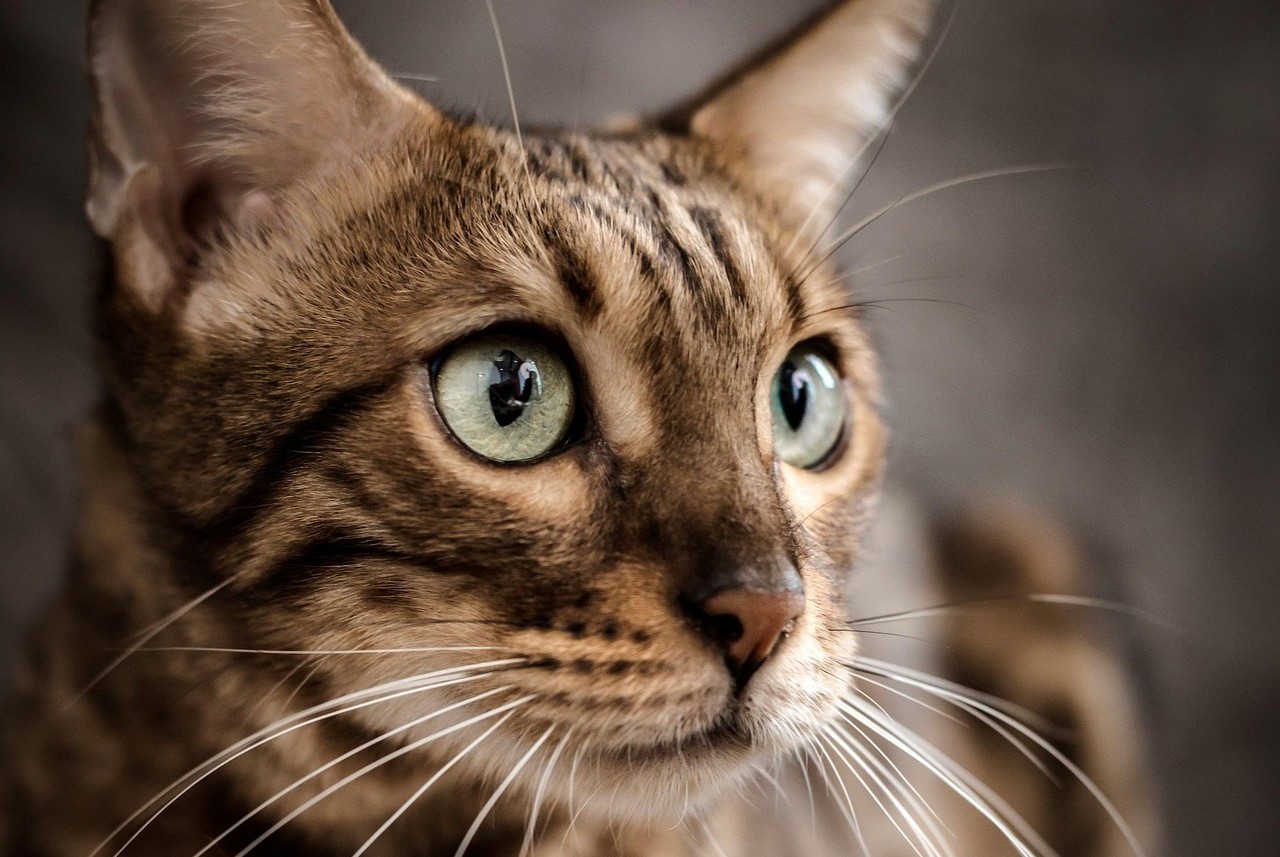 Kopf-einer-erschrockene-Katze