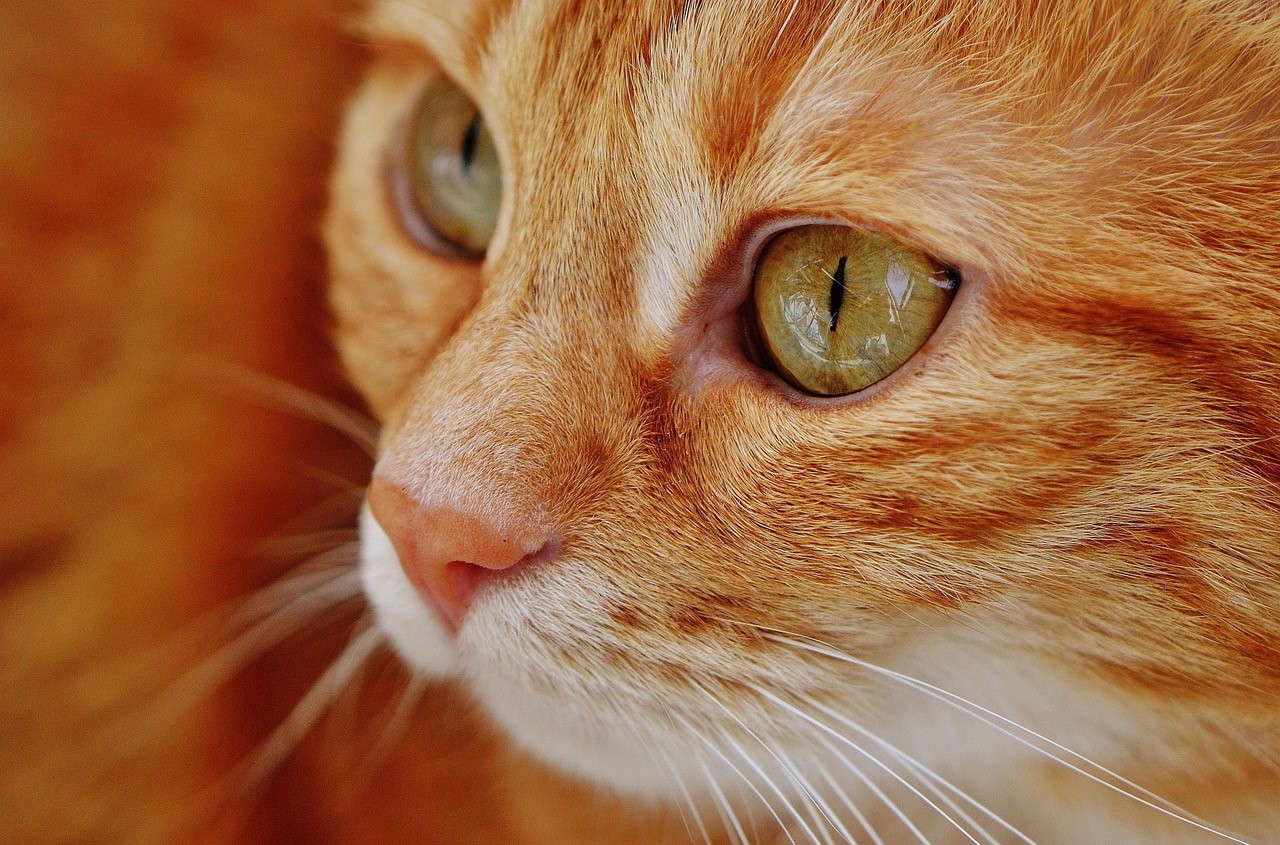 Eine aufmerksame rot gestromte Katze