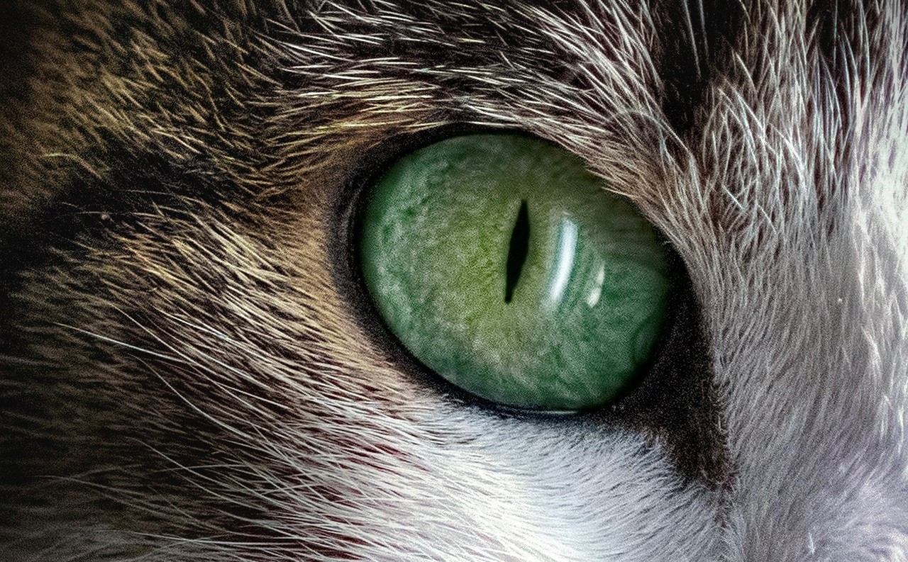 grünes Auge einer Katze