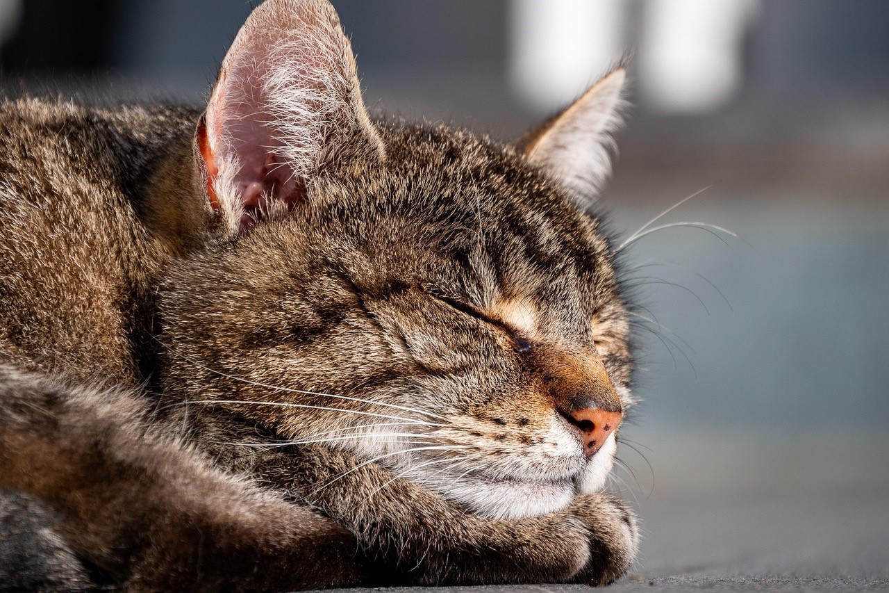  eine entspannt dösenden Katze