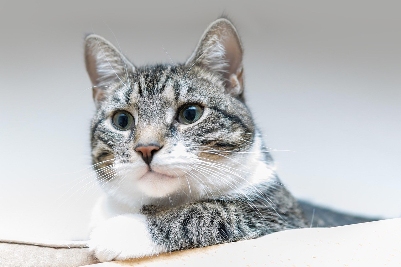 Eine aufmerksame graue gestromte Katze