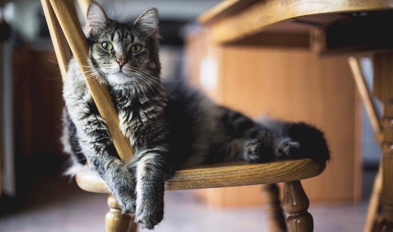 Eine entspannte graue Katze liegt auf einem Stuhl. Die Vorderpfoten hängen lässig über die Sitzfläche.