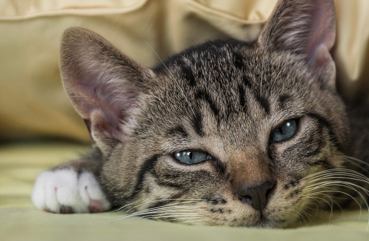 Kopf-einer-entspannten-Katze