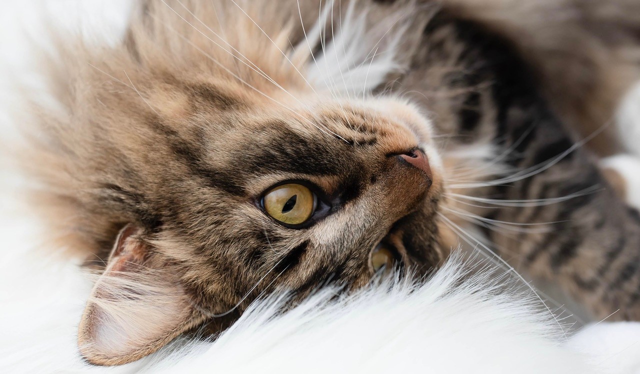 Kopf-einer-kuschelnden-Katze