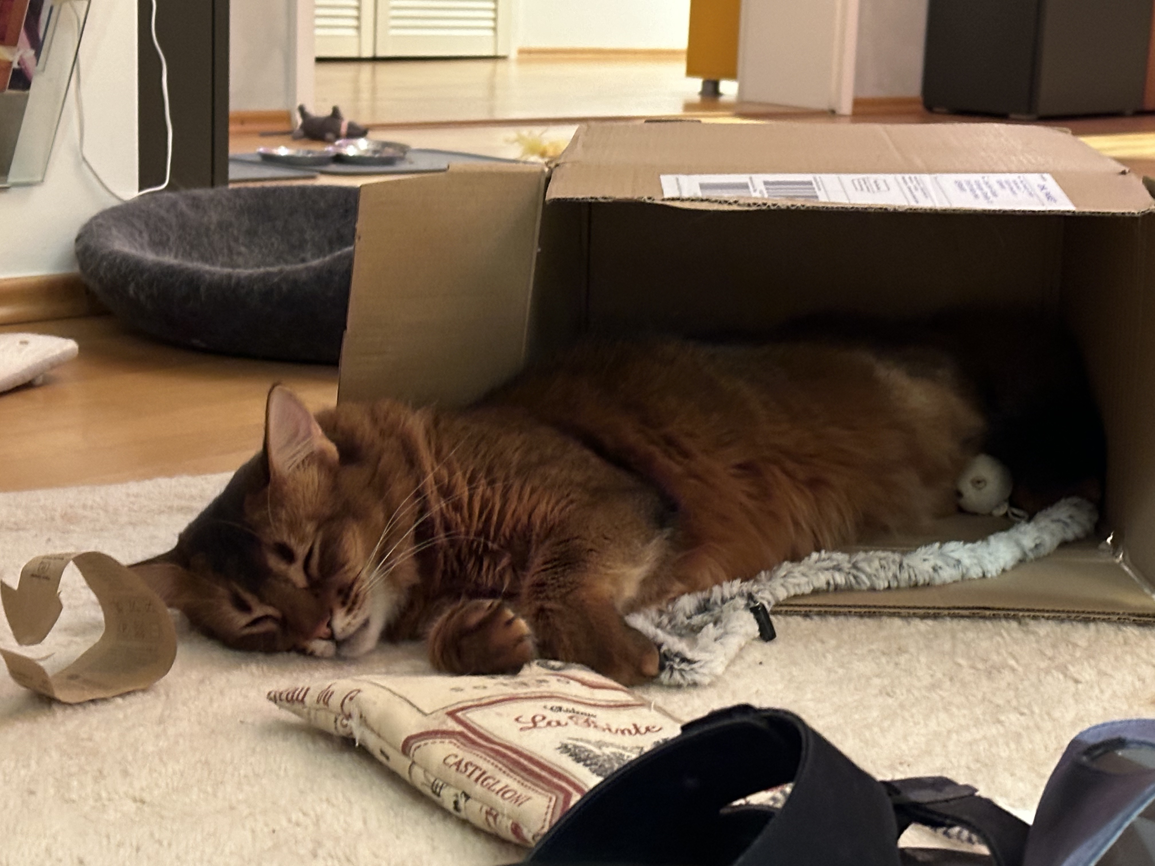 Mozart, die Somali-Katze der Katzengesellschaft mbH, liegt erschöpft vom Spielen halb in einem Pappkarton zwischen Spielzeug – Symbolbild für persönliche Empfehlungen und Kooperationen.