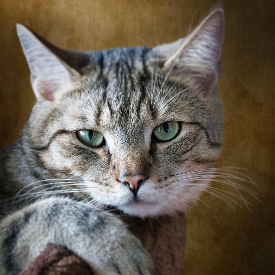 Eine grau getigerte Katze schaut direkt in die Kamera