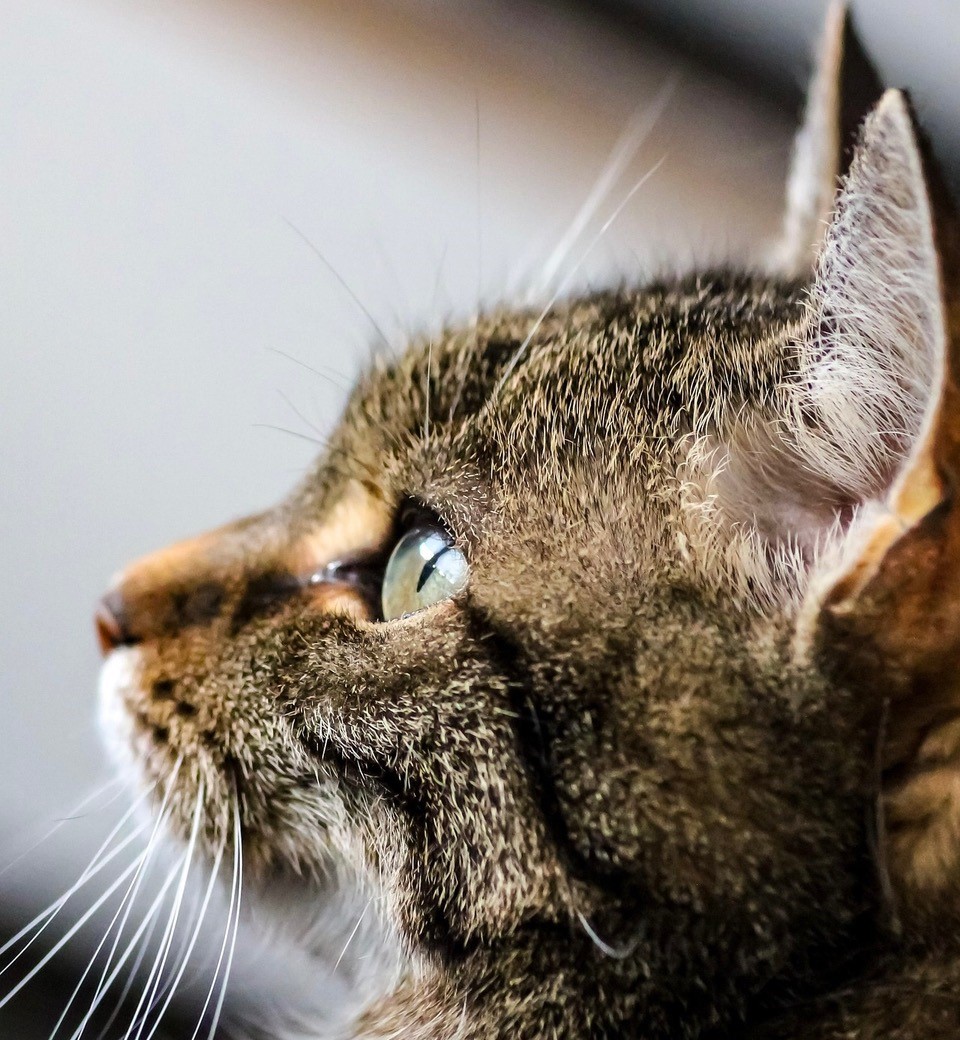 eine braun getigerte Katze schaut seitlich nach oben