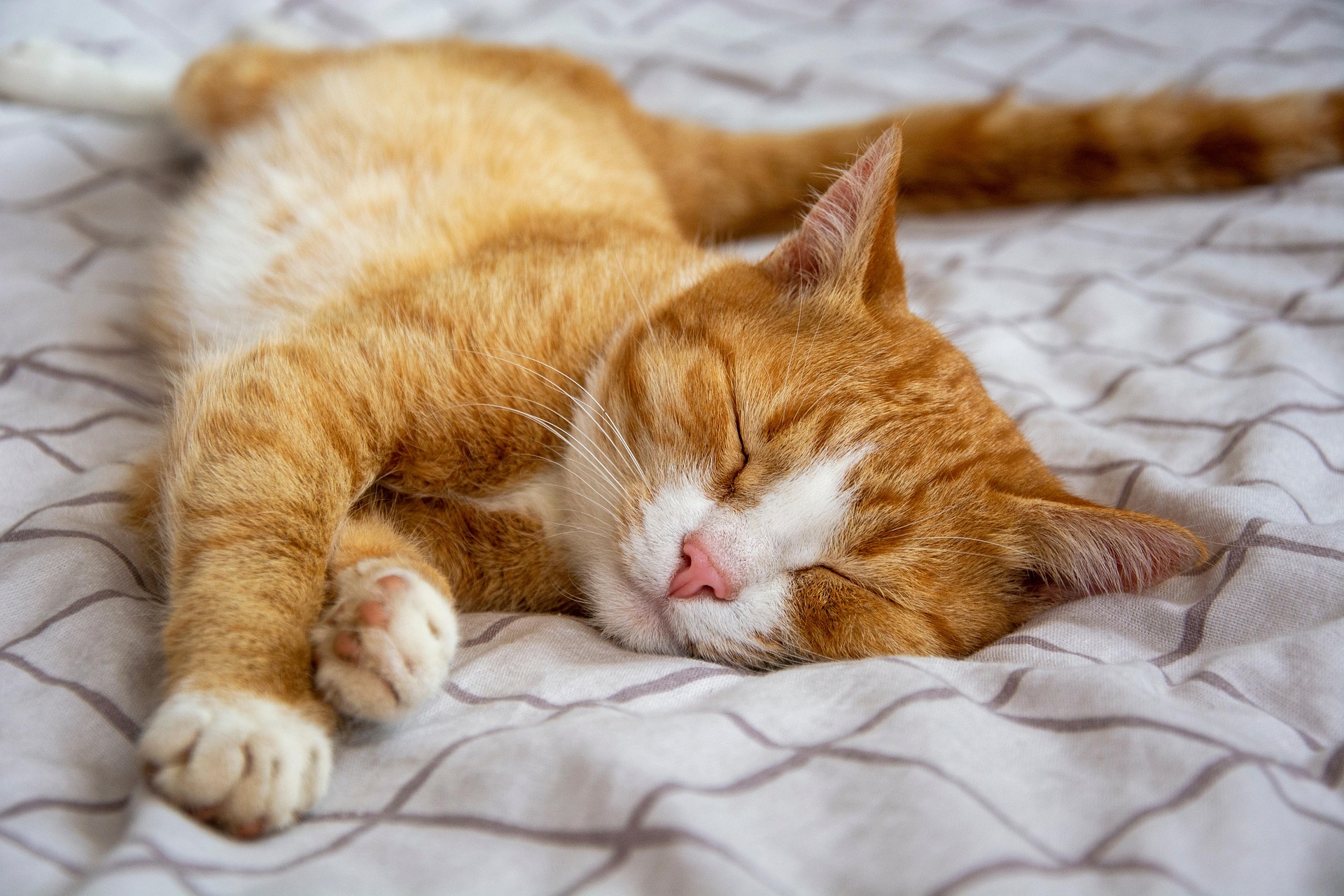 Rote Katze auf Bett