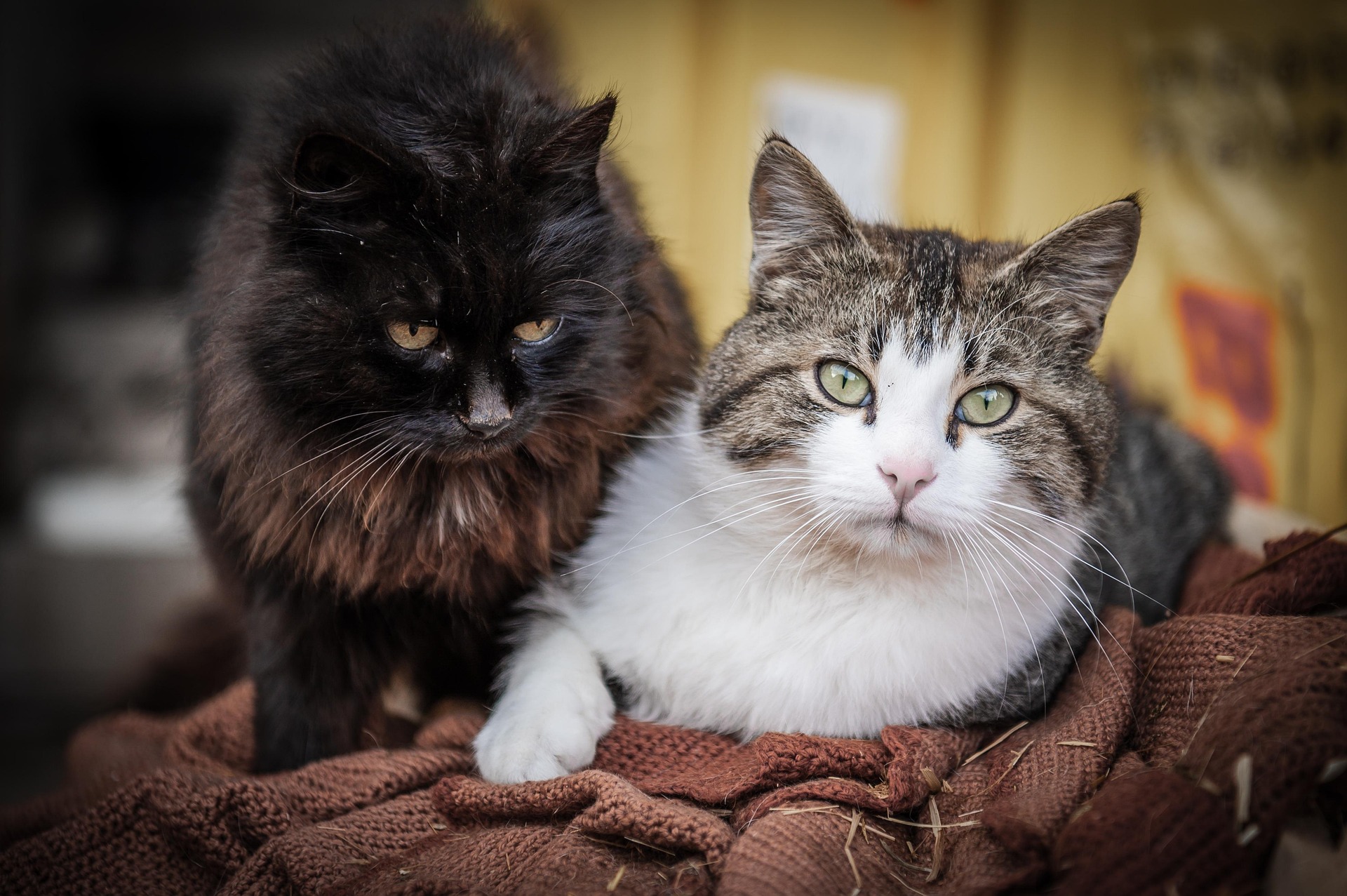 Eine braune und eine weiß-braun getiegerte Katze sitzen nebeneinander