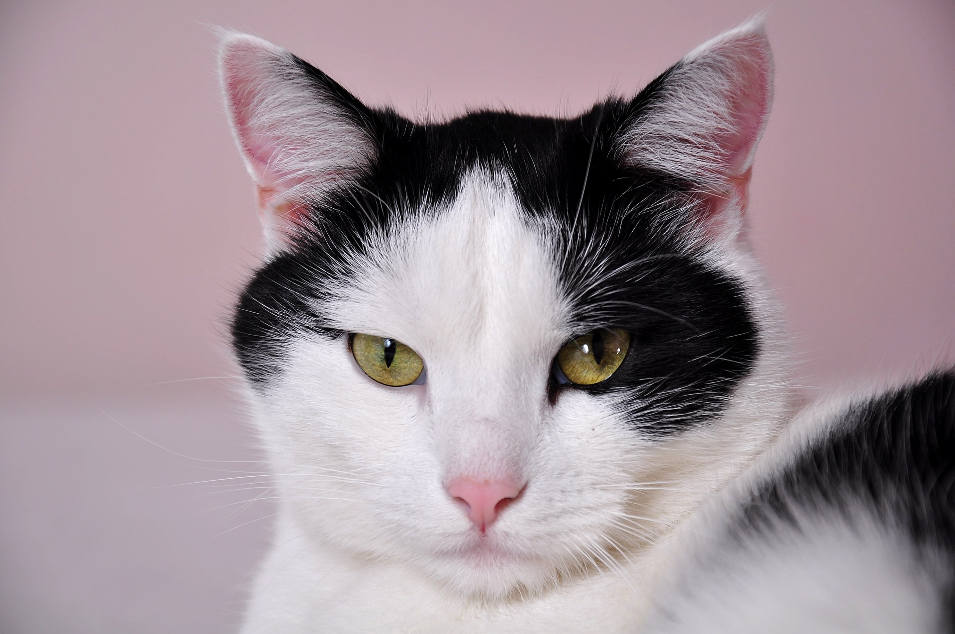 Eine grau schwarz-weiße Katze schaut direkt in die Kamera