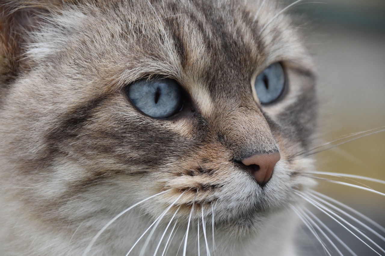 Eine grau gestomerten Katze