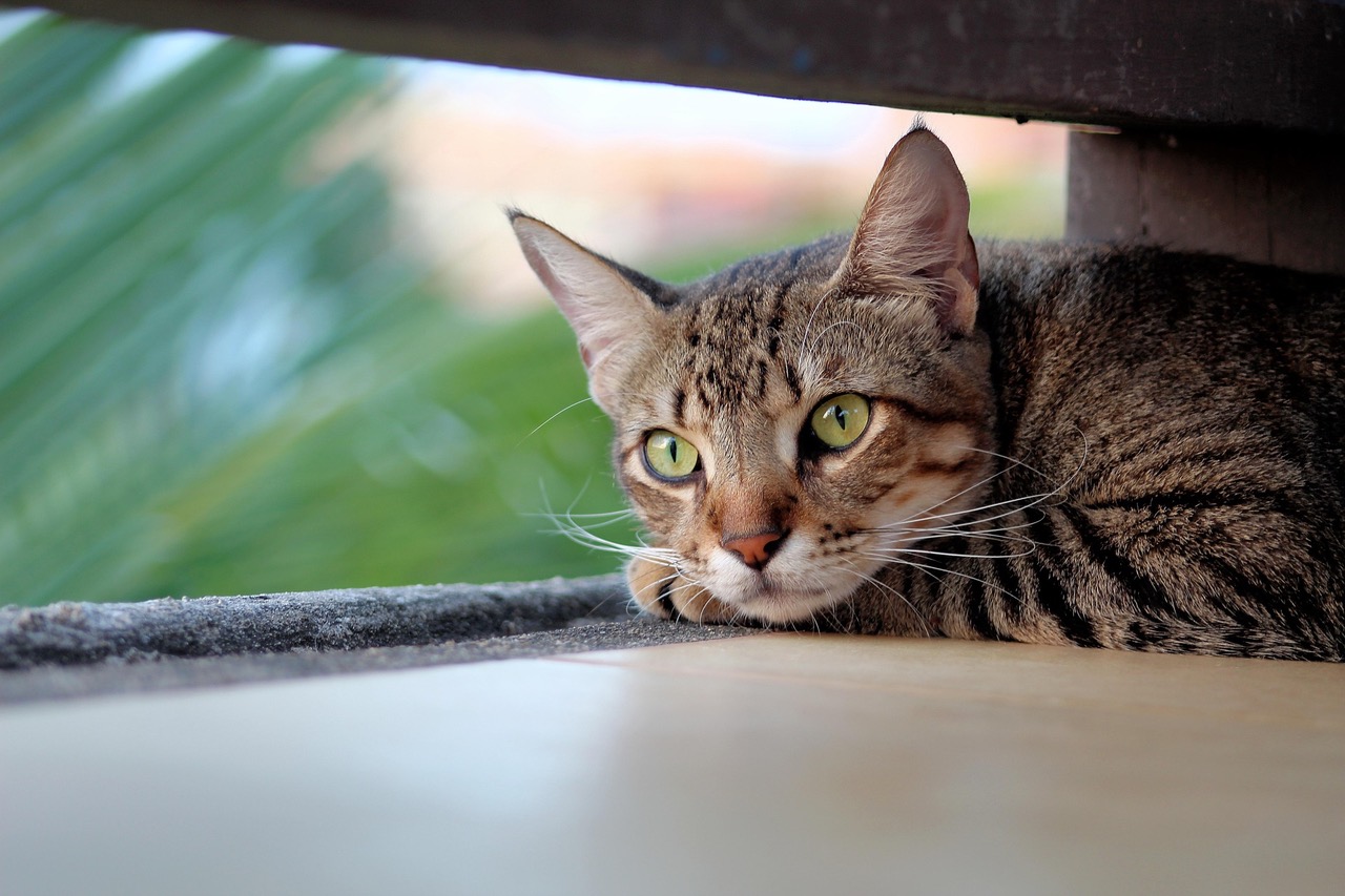 Zwei Main Coon Katzen, eine hellgrau, eine dunkelbraun