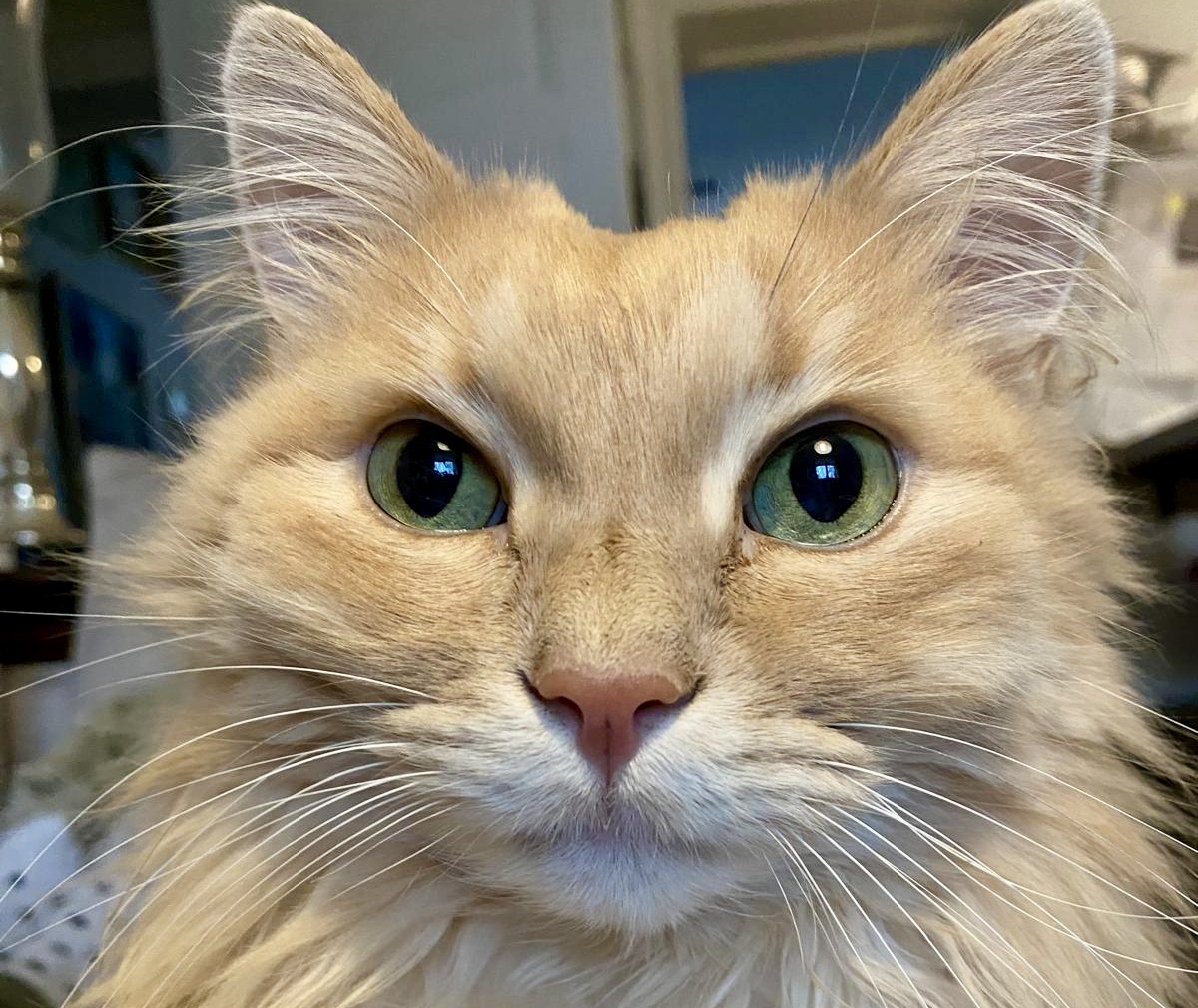 Eine scheue helle sibirische Walkatze 