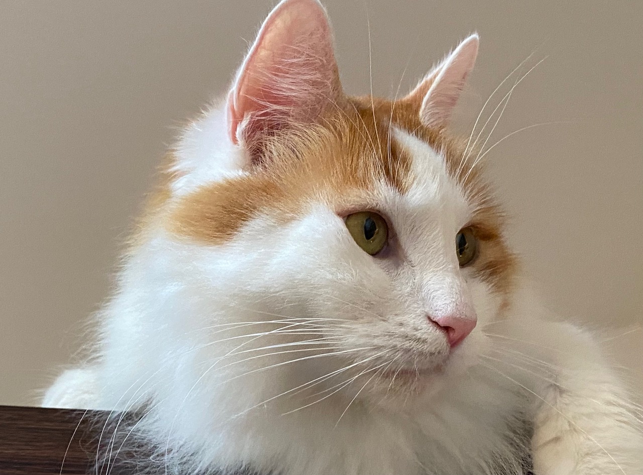 Eine weiße Türkisch Van mit interessierten Blick