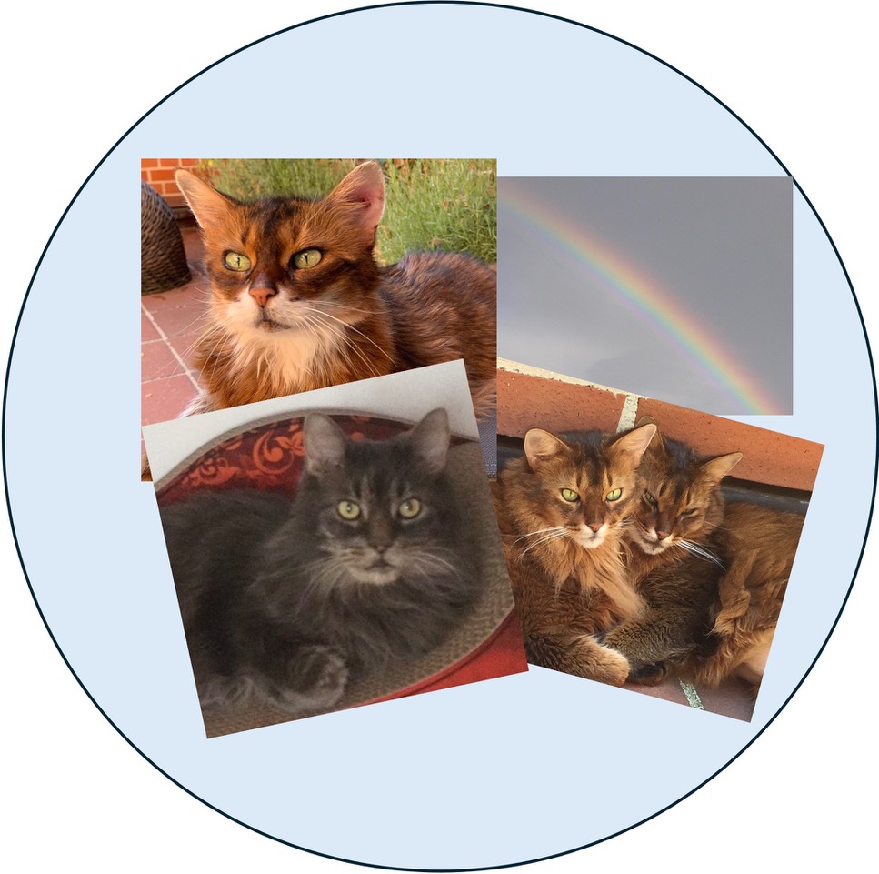 Kleine Bilder von Katzen, die über die Regenbogenbrücke gegangen sind