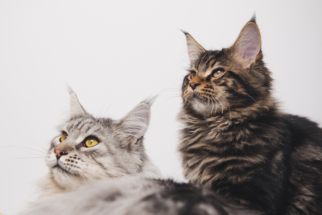 Eine getigerten Katze, die nachdenklich aus dem Fenster schaut