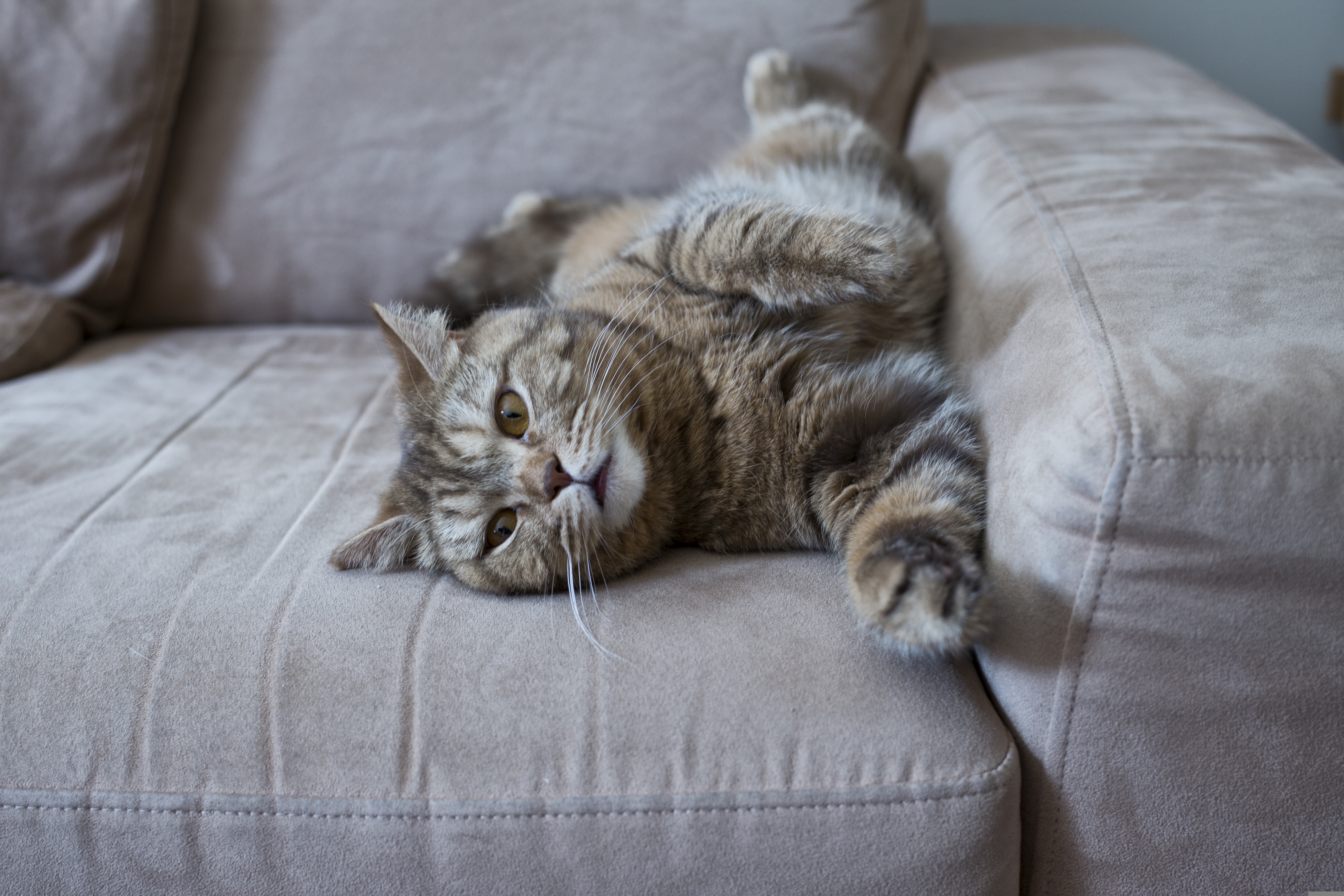Graue Katze auf grauem Sofa
