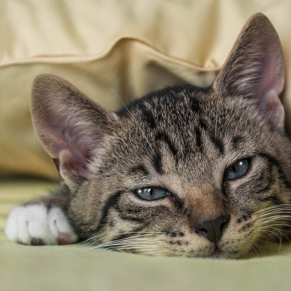 braun getigerte Katze liegt zufrieden im Bett