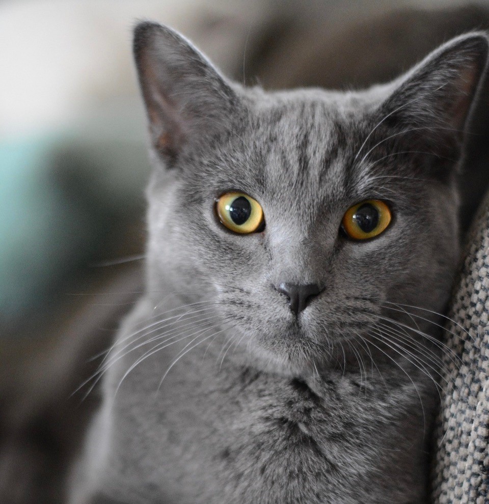 graue Katze schaut aufmerksam in die Kamera