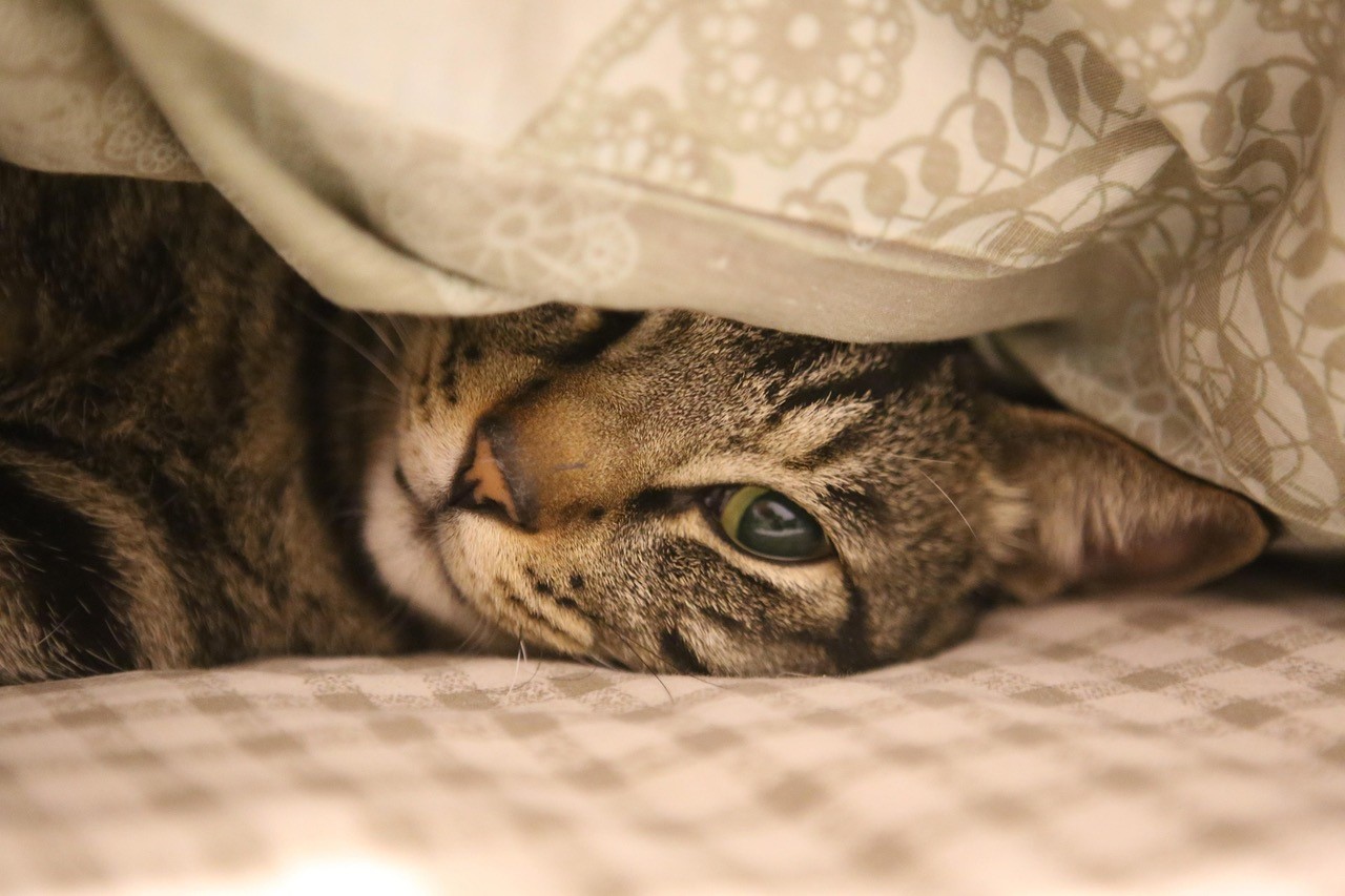 Katze im Bett