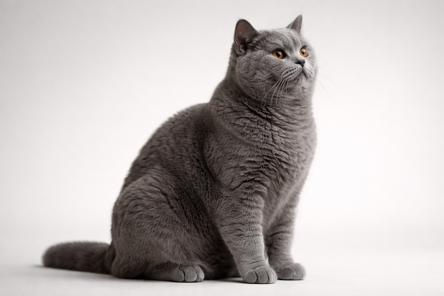 Britisch Kurzhaar in sitzender Seitenansicht vor hellem, neutralem Hintergrund. Deutlich sichtbar sind der kompakte Körperbau, kurze kräftige Beine, breiter Brustkorb und dichtes graues Fell – typische morphologische Merkmale der Rasse im Kontext von Gelenkbelastung und Arthrose.